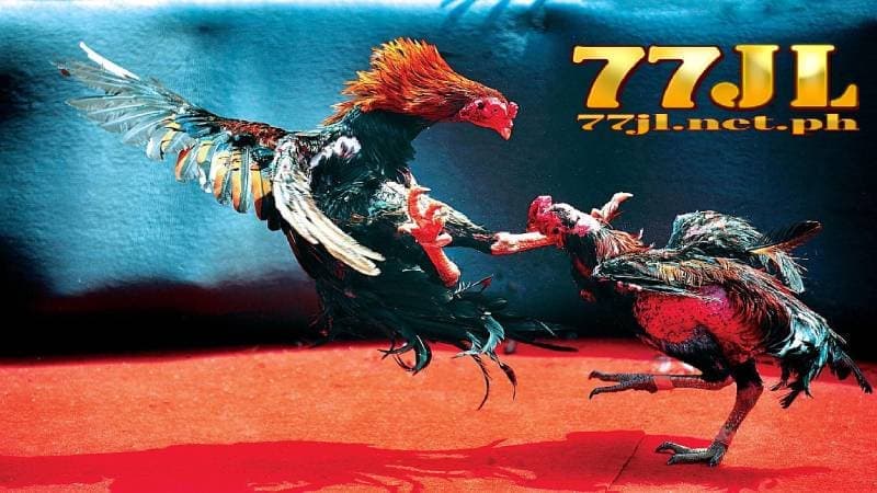 24 billion cockfight 77jl 18