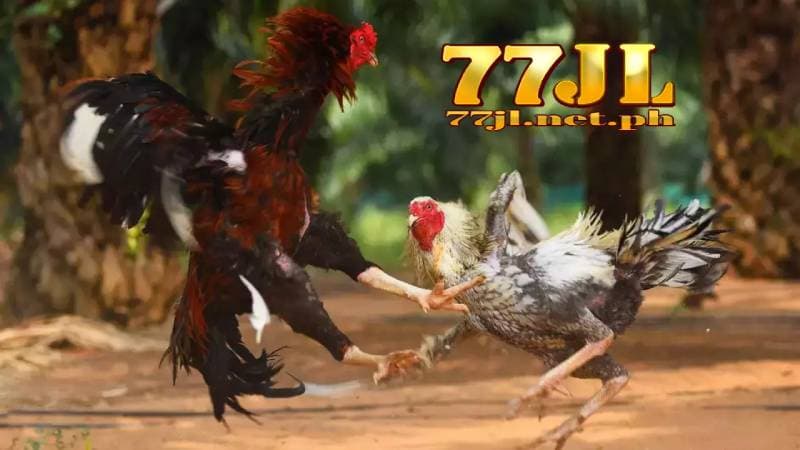 24 billion cockfight 77jl 28