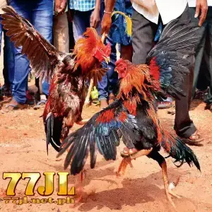 24 billion cockfight 77jl avatar