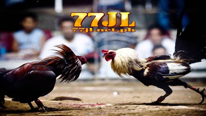 77jl cockfighting casino 18