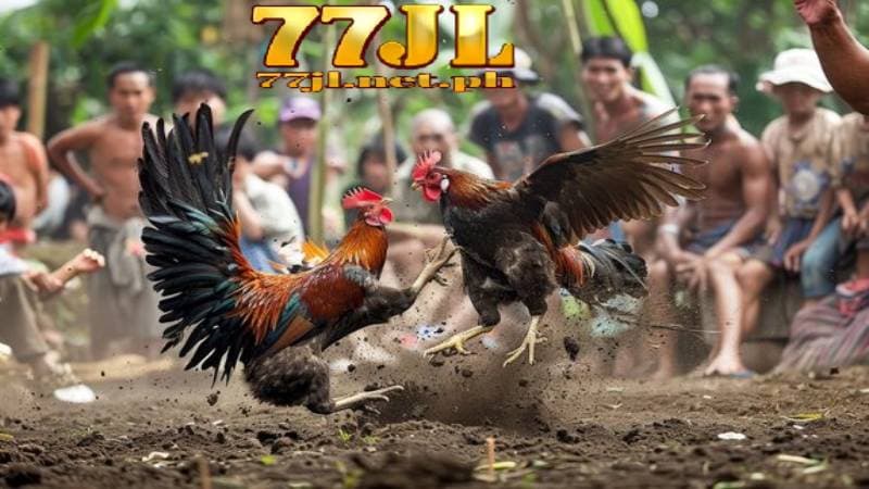 77jl cockfighting casino 28