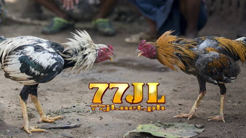 77jl cockfighting casino 38