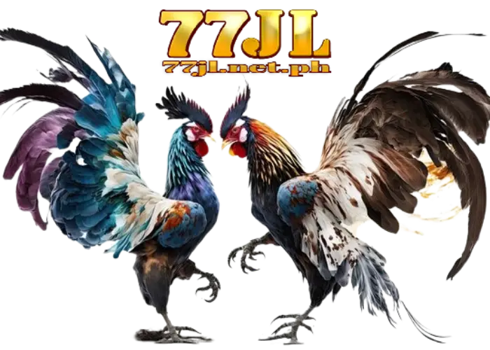 77jl cockfighting